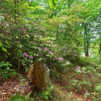 РОДОДЕНДРОНОВЫЙ РАЙ :: Tata Wolf