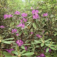 РОДОДЕНДРОНОВЫЙ РАЙ :: Tata Wolf