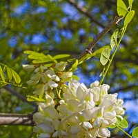 Акация :: Giant Tao /