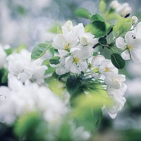 Антоновка :: Лилия .
