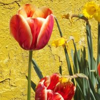 Тюльпаны :: Freddy 97 Тюльпаны :: Freddy 97