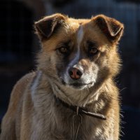 Герда :: Sergei Vikulov