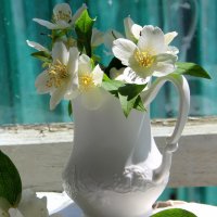 Натюрморт. :: жанна нечаева