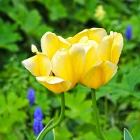 Влюблённая парочка :: Светлана Влюблённая парочка :: Светлана