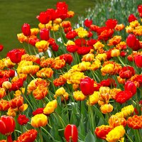 Тюльпаны Аптекарского :: Светлана 