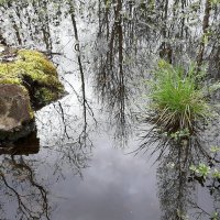 *** :: Наталья Герасимова