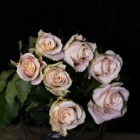 букет нежных роз :: Наталья Крюкова