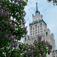 Сирень :: Лютый Дровосек Сирень :: Лютый Дровосек