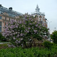 Сирень :: Лютый Дровосек Сирень :: Лютый Дровосек