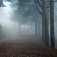 Туман :: Валерий Т