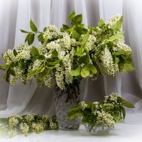 Черемуха душистая весною расцвела :: Людмила Павловна Крышковец