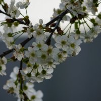 Вишня :: Иван Литвинов