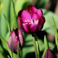 Тюльпаны. :: Восковых Анна Васильевна 