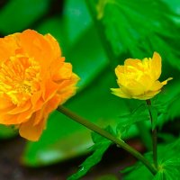 Жарки на городских клумбах. :: Милешкин Владимир Алексеевич 