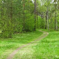 В майском лесу под Смоленском. :: Милешкин Владимир Алексеевич 