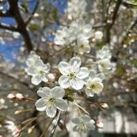 Вишнёвый цвет :: Veera V