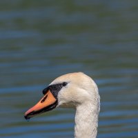 Лебедь :: Игорь Сикорский