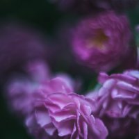 Маннингтон мав рамблер - сорт кустовых роз :: Дмитрий 