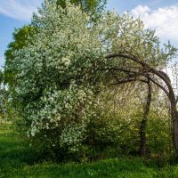 Весна :: Петр 