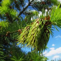 майские шишки лиственницы :: Елена Шаламова