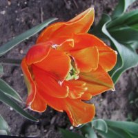 Красавчик :: Людмила Смородинская