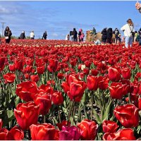 В Калинково. :: Валерия Комова В Калинково. :: Валерия Комова