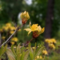 Родендормы зацветают :: ИРЭН@ .