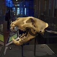 Экспонаты музея естествознания :: Ольга 