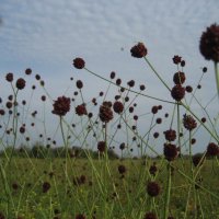 Кровохлёбка :: Anna Ivanova