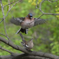 Зяблики. Продолжение жизни :: Николай 