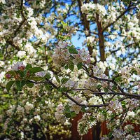 Цветение :: Владимир Кроливец