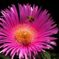 Заманчивый :: Юрий. Шмаков