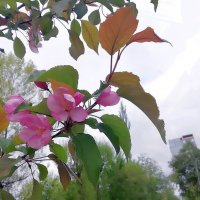 Яблоня в цвету... :: Ольга Довженко