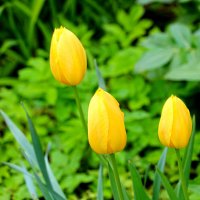 Золотое трио :: Светлана 