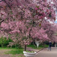 Один раз в год сады цветут :: ИРЭН@ .