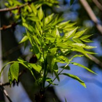 Весенняя зелень :: Светлана SvetNika17