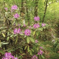 РОДОДЕНДРОНОВЫЙ РАЙ :: Tata Wolf