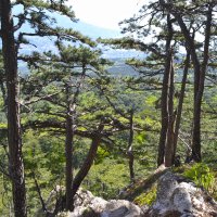 Крымский лес :: Ольга Крымский лес :: Ольга