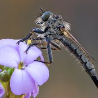 Ктырь :: Александр Григорьев Ктырь :: Александр Григорьев