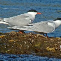 речные крачки :: gawrilа - dan речные крачки :: gawrilа - dan