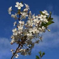 Ждём вишневого урожая ;-) :: veilins veilins