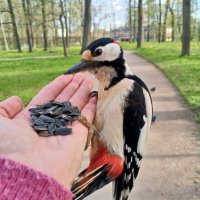 Дятел :: Сапсан 