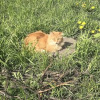 загорает :: zavitok *