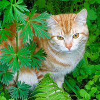 Кошка в цветочной клумбе. (Случайный снимок) :: Милешкин Владимир Алексеевич Кошка в цветочной клумбе. (Случайный снимок) :: Милешкин Владимир Алексеевич