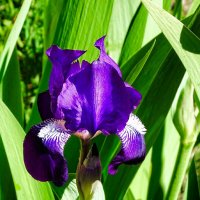 Наступило время расцвета ирисов. :: Милешкин Владимир Алексеевич Наступило время расцвета ирисов. :: Милешкин Владимир Алексеевич