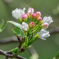 Цветущий май. :: Виктор Иванович Чернюк