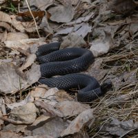 Гадюка :: Дмитрий 