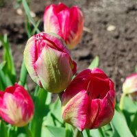 Тюльпаны :: Валентина Богатко 