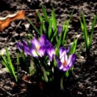 Весна :: Роман Савоцкий