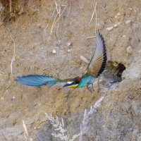 золотистые щурки :: юрий макаров